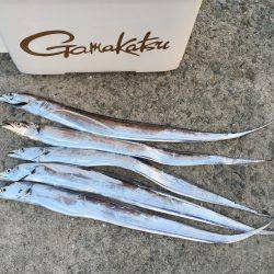 朝まづめサーベリング