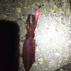 初ケンサキイカエギング!