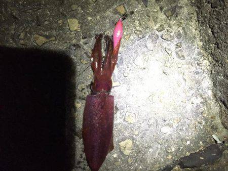 初ケンサキイカエギング!