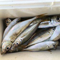 アジのサビキ釣り