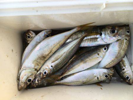 アジのサビキ釣り