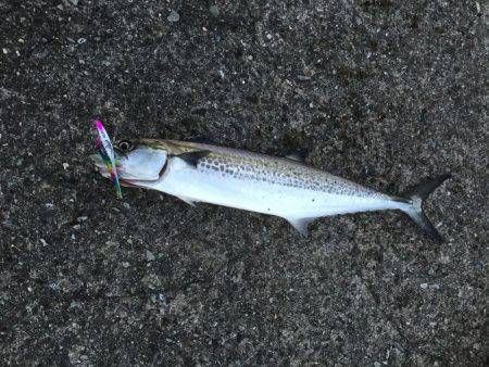 シーバス狙いが