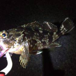 やっぱりガシリング！