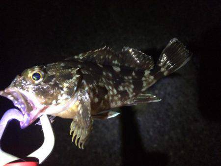 やっぱりガシリング！