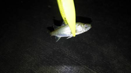 新規ポイントにて