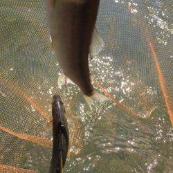 夏はアユ釣りに限る！