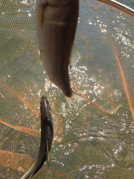 夏はアユ釣りに限る！