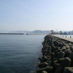 津名の太刀魚調査