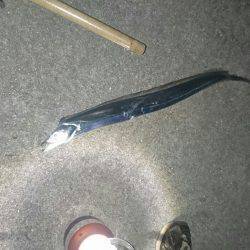 2016夏の夜釣り2夜連続スペシャル