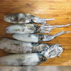 産湯漁港でコロッケとトンカツサイズ