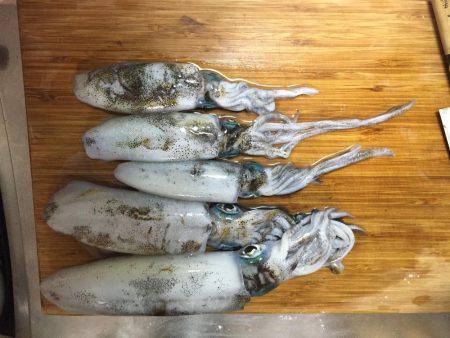 産湯漁港でコロッケとトンカツサイズ