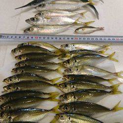 まったりサビキ