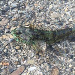 ここはアジがいないのか！