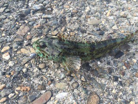 ここはアジがいないのか！