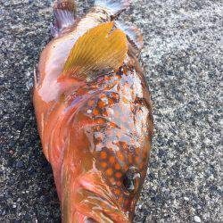 グルーパーゲーム