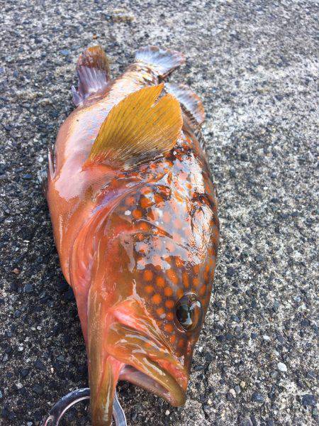 グルーパーゲーム