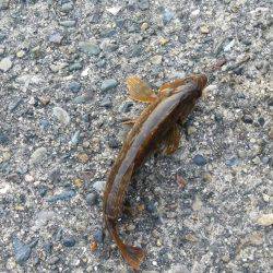 本日もタコGET！！