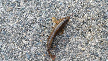 本日もタコGET！！