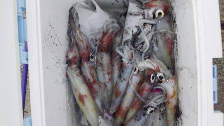 久々に会った友達とケンサキ狙い！