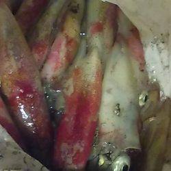 ライトエギング