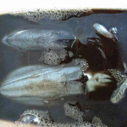 ２日間新子調査