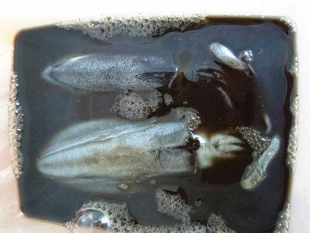 ２日間新子調査