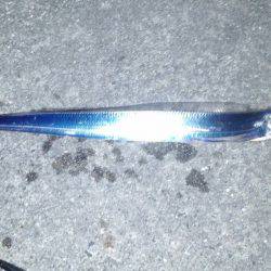 サゴシ、太刀魚GET！！