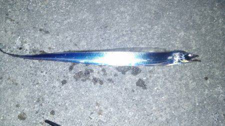 サゴシ、太刀魚GET！！