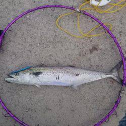 サゴシ祭り！？