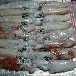 まだまだ釣れてるケンサキ！