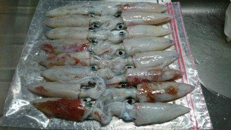 まだまだ釣れてるケンサキ！