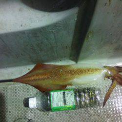 イカメタルの合間に魚狙い