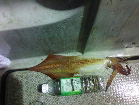 イカメタルの合間に魚狙い