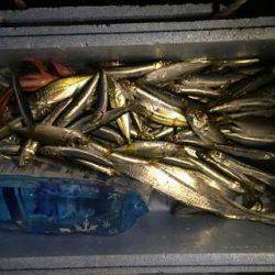 爆釣!ファミリーでタチウオワインド