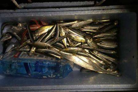 爆釣!ファミリーでタチウオワインド