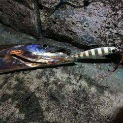 タチウオ、大潮の神戸港はやっぱイマイチ?