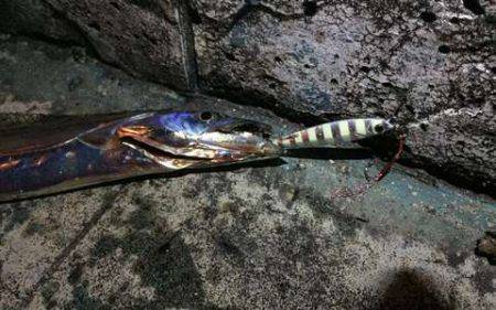 タチウオ、大潮の神戸港はやっぱイマイチ?