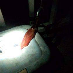 サイズアップ、大蔵海岸のケンサキイカ