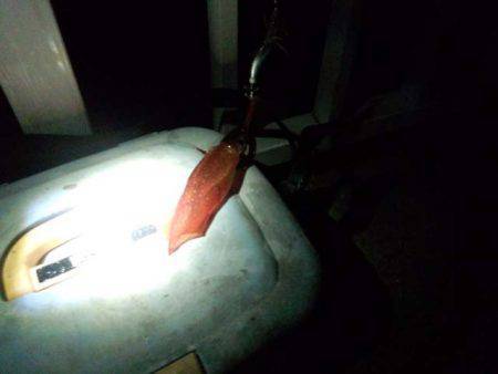 サイズアップ、大蔵海岸のケンサキイカ