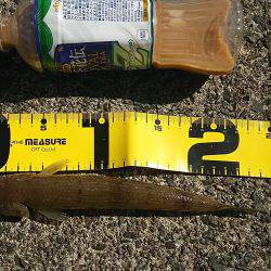 E・S・O！E・S・O！