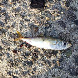 今年初サーべリング🎵