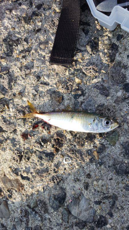 今年初サーべリング🎵