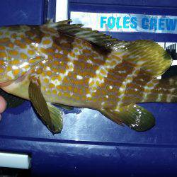 ロックフィッシュ