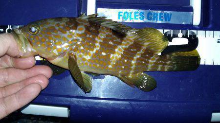 ロックフィッシュ