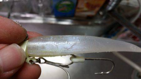 タチウオ、高活性。でも雷雨が…