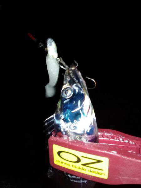 爆釣、夏タチ！