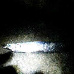 兵庫突堤、朝は表層が良かったです