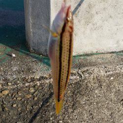 須磨海釣り公園横の海岸でキス狙い