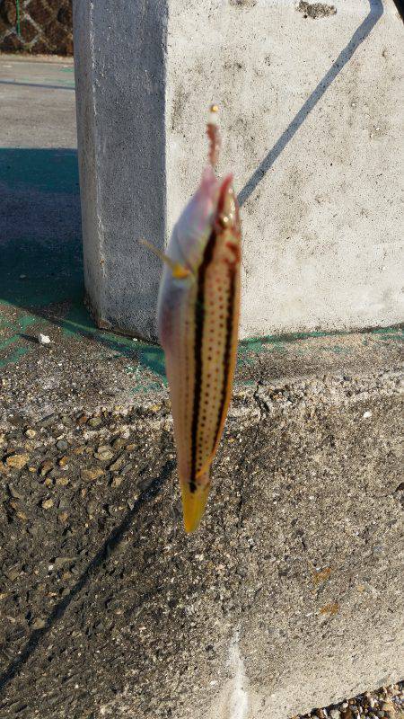 須磨海釣り公園横の海岸でキス狙い
