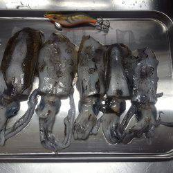 ボートエギング調査